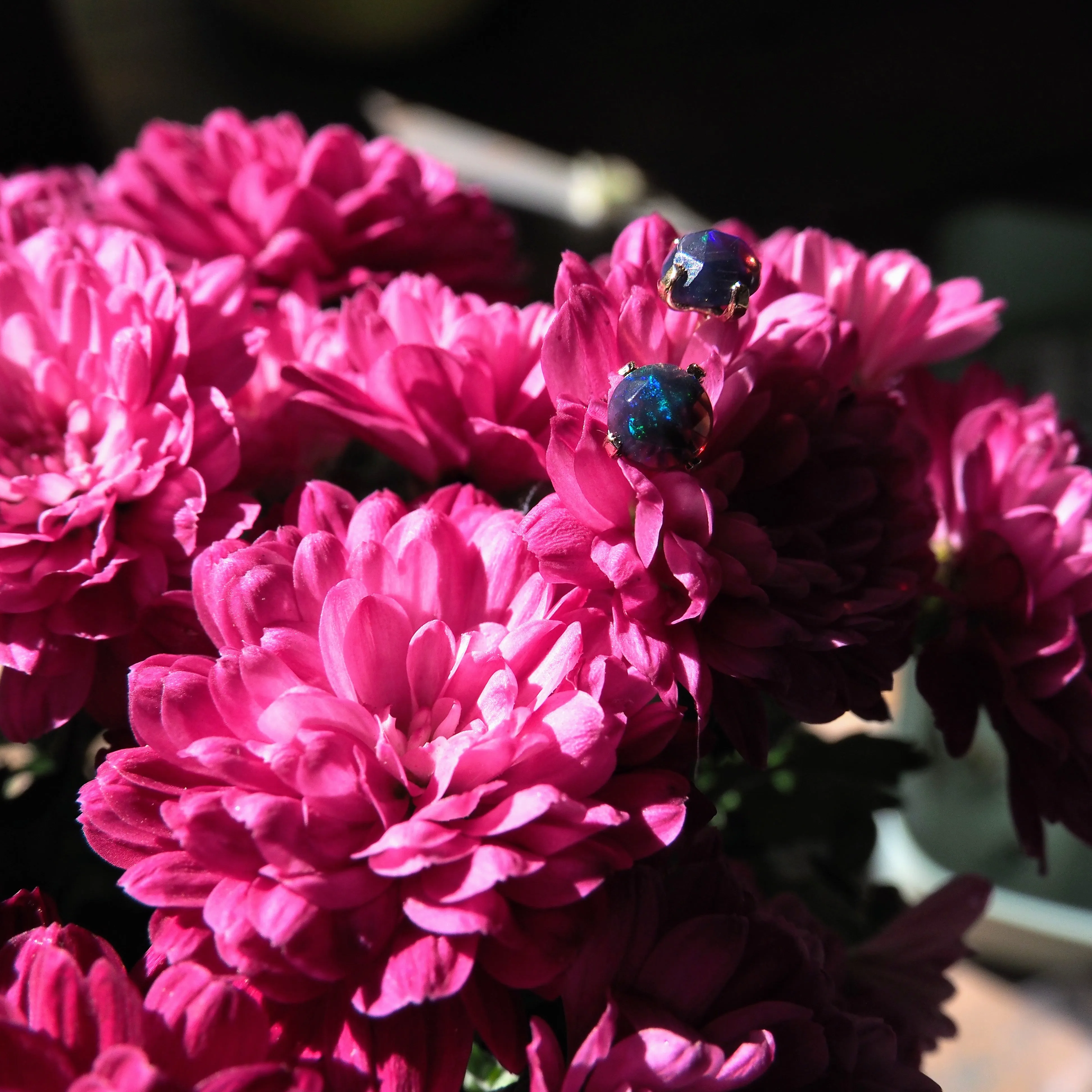 14k Black Opal Studs