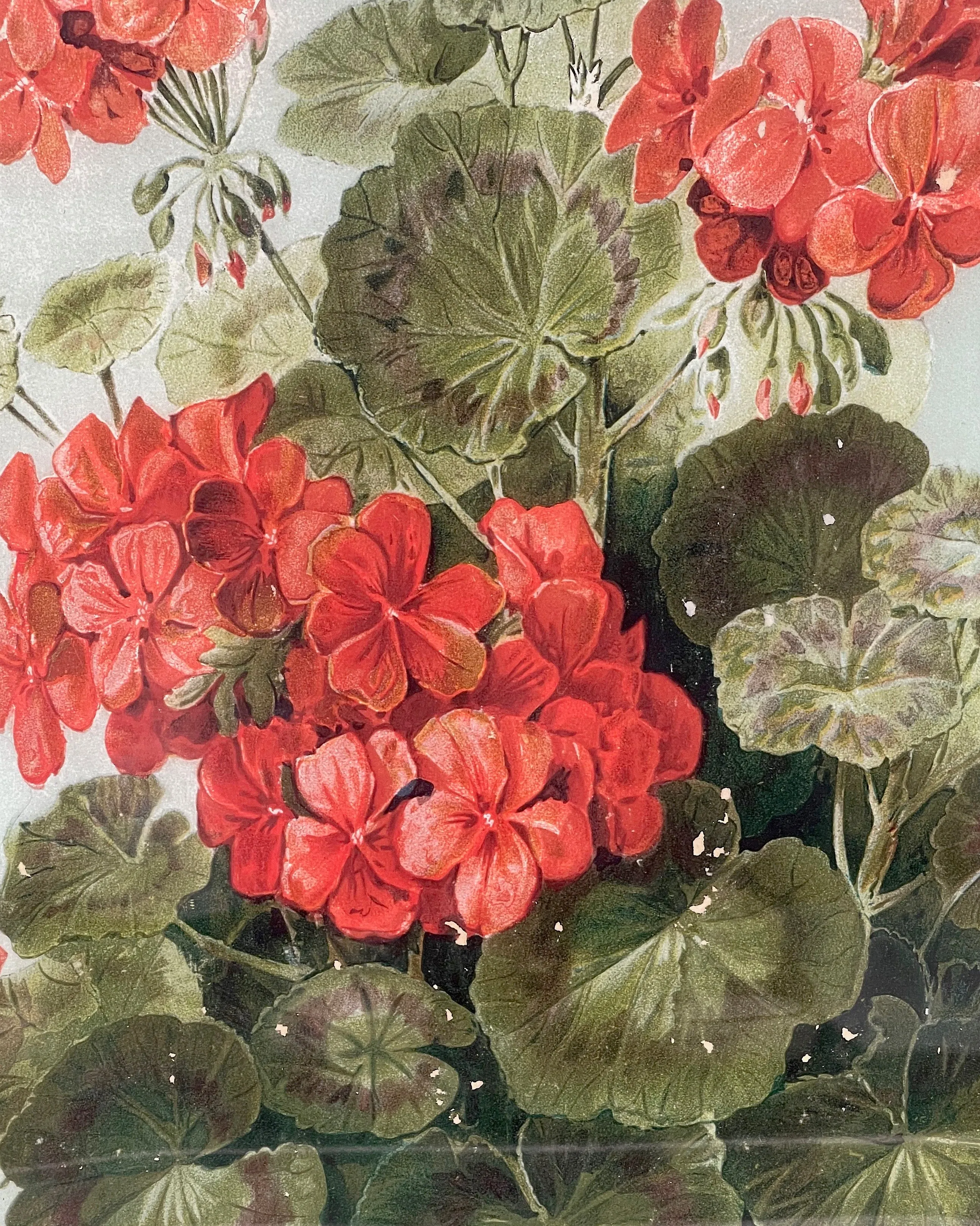 John Derian 15 x 22 Geranium Tray